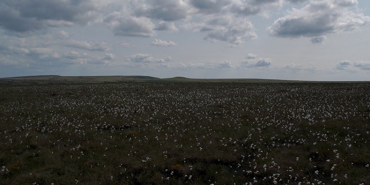 Cotton Grass Carpets on Haslingden Moor in Rossendale, Lancashire, England - June 2013