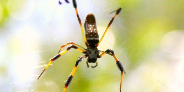 Golden orb silk-weavers release a poisonous neurotoxin similar to that of the black widow