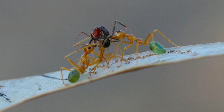 Green Tree Ants fight for Dinner, Litchfield National Park