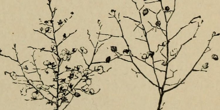 Image from page 22 of Beginners botany (1909