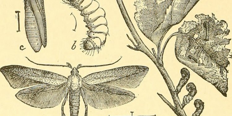 Image from page 353 of Economic entomology for the farmer and fruit-grower (1906