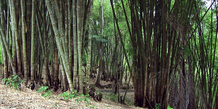 Indonesia - Flores - Bamboo - 2