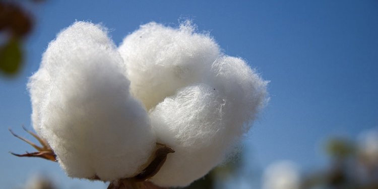 Cotton trading