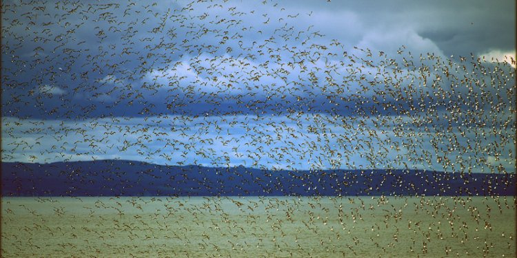 Migrating Sandpipers