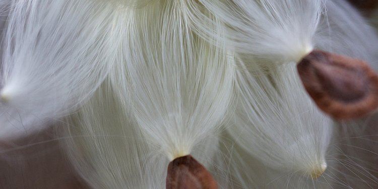 Milkweed bursting