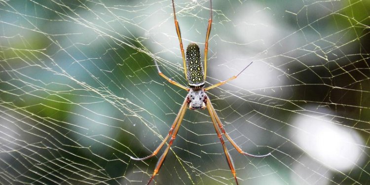 Nephila sp