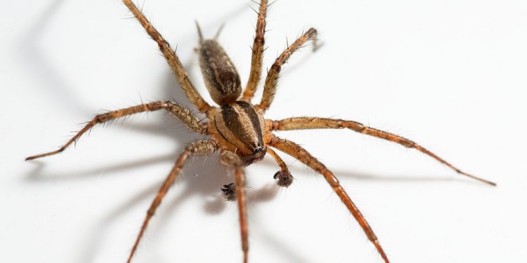 Hobo Spider