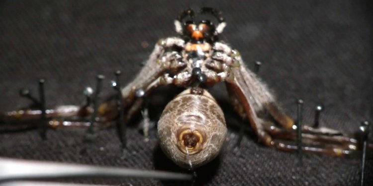 Video of harvesting spider