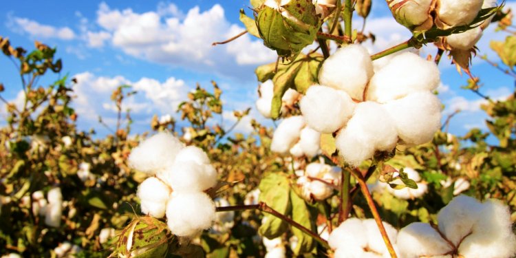 Cotton Crop