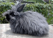 angora rabbit sketch