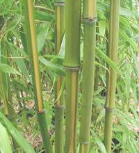 bamboo photos