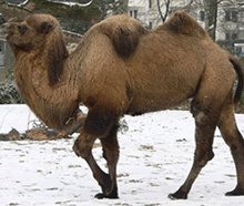 camel