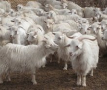 cashmere goat