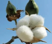 cotton boll