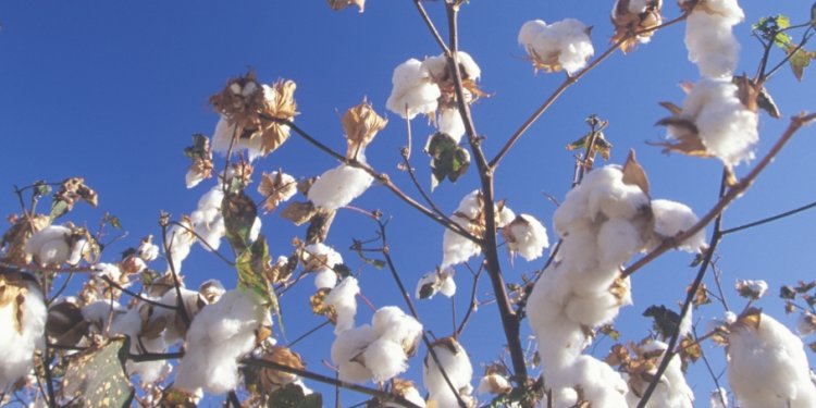 Information on cotton
