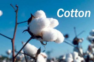 Cotton Kills