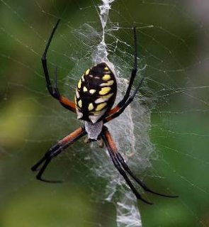 Golden Orb Weaver Spider Silk