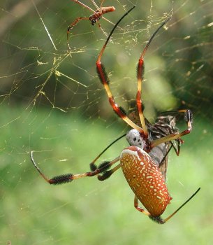 Golden silk orb weaver