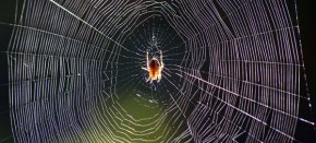 How Do Spiders Make Silk?