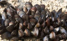 mussel