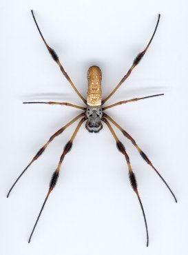 Nephila clavipes