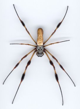 Nephila clavipes