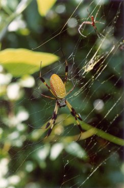 Nephila clavipes