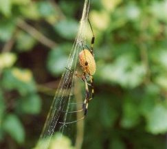 Nephila clavipes