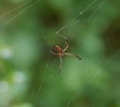 Nephila clavipes