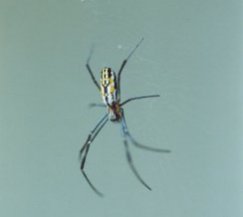 Nephila clavipes