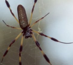 Nephila clavipes