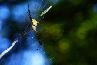 Nephila orb weaver