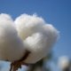 Cotton fibre characteristics