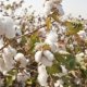 Cotton fibre uses