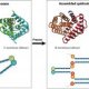 Cotton molecular structure