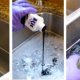 Dyeing cotton black