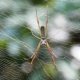 Golden silk orb-weaver Spider