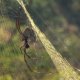 Golden silk Orbweaver