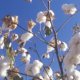 Information on cotton