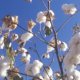 Information on cotton