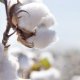 Properties of cotton