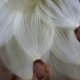 Softest cotton