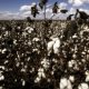 What is cotton made from?