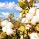 What is cotton made into?