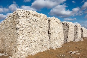 raw organic cotton bales