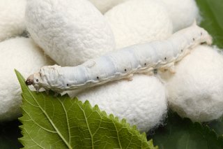 silk worm