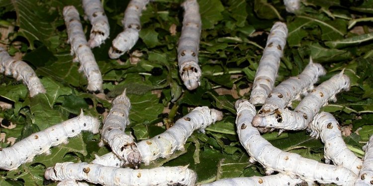 Silkworms and silk