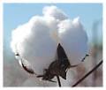 Physical and Chemical Properties of Cotton
