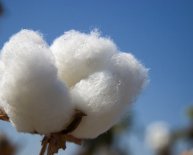 Cotton fibre characteristics