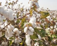 Cotton fibre uses